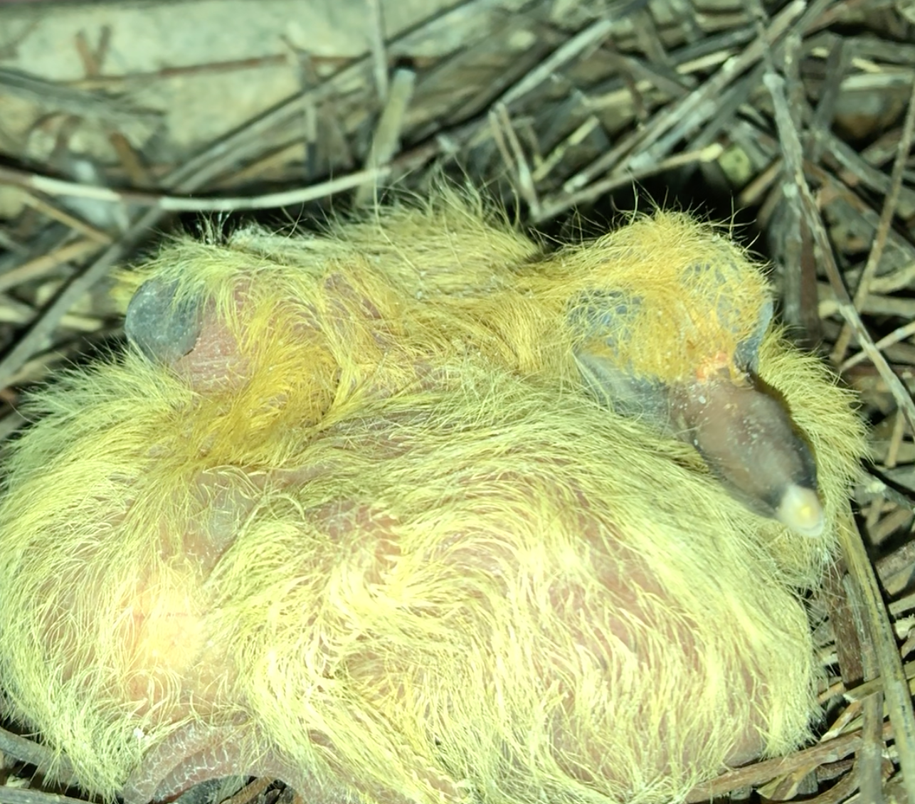 Nests, parasites and quarantine, a march update Experiment